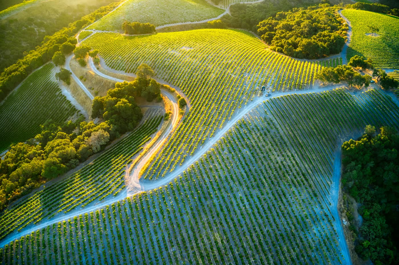 Central Coast vineyard